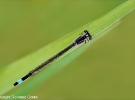 Ischnura elegans ♀
