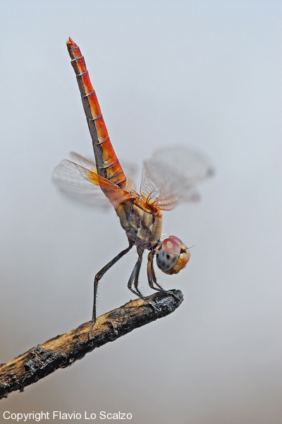 Trithemis_annulata,_femmina_-_R.N.O._Monte_Cammarata,_Santo_Stefano_di_Quisquina_(AG),_Sicilia